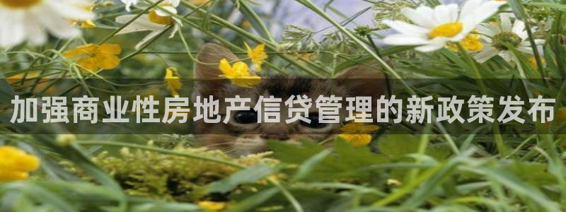 和记餐厅官网：加强商业性房地产信贷管理的新政策发布
