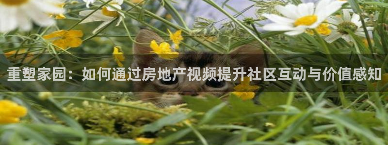 和帆记加盟官网：重塑家园：如何通过房地产视频提升社区互动与价